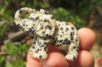 Polished Small Dalmatian Jasper Elephant Carving - sold per item - From Mexico