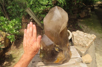 Polished Smokey Quartz Sceptre Crystal x 1 From Madagascar