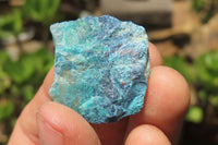 Natural Blue Shattuckite Specimens x "Lot" From Kaokoveld, Namibia