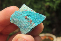 Natural Blue Shattuckite Specimens x "Lot" From Kaokoveld, Namibia