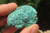 Natural Blue Shattuckite Specimens x "Lot" From Kaokoveld, Namibia