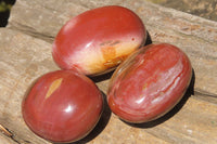 Polished Podocarpus Petrified Wood Palm Stones x 12 From Mahajanga, Madagascar