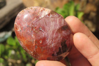 Polished Podocarpus Petrified Wood Palm Stones x 12 From Mahajanga, Madagascar