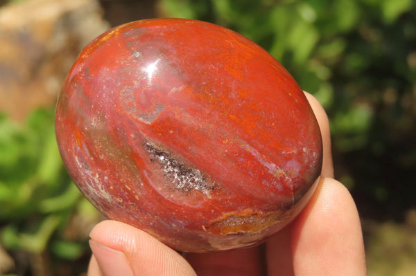 Polished Podocarpus Petrified Wood Palm Stones x 12 From Mahajanga, Madagascar