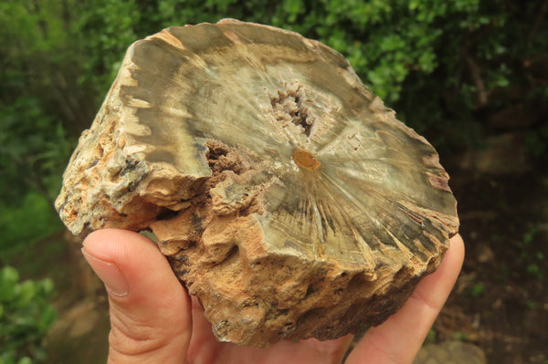 Polished Petrified Wood Branch Pieces x 2 From Gokwe, Zimbabwe