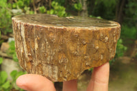 Polished Petrified Wood Branch Pieces x 2 From Gokwe, Zimbabwe