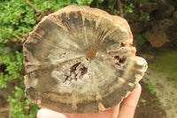 Polished Petrified Wood Branch Pieces x 2 From Gokwe, Zimbabwe