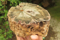 Polished Petrified Wood Branch Pieces x 2 From Gokwe, Zimbabwe