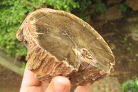 Polished Petrified Wood Branch Pieces x 2 From Gokwe, Zimbabwe