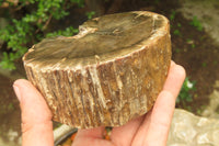 Polished Petrified Wood Branch Pieces x 2 From Gokwe, Zimbabwe