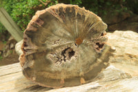 Polished Petrified Wood Branch Pieces x 2 From Gokwe, Zimbabwe