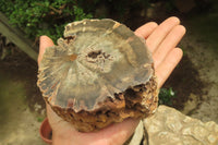 Polished Petrified Wood Branch Pieces x 2 From Gokwe, Zimbabwe