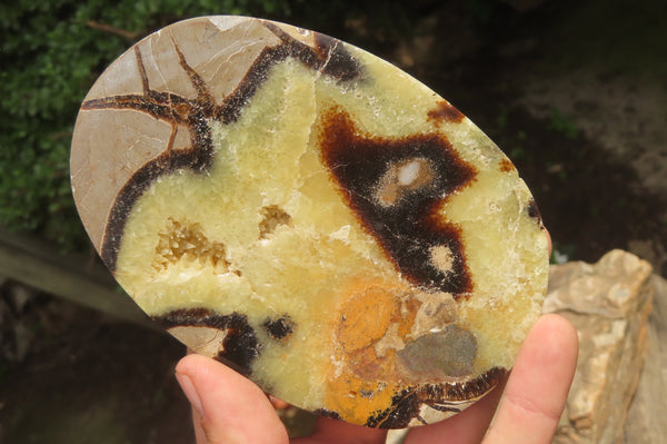 Polished Septerye Slices x 6 From Mahajanga, Madagascar