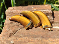 Polished Large Golden Tigers Eye Lions Claw Pendant with Gold Cap & Bail - Sold Per Item - From South Africa