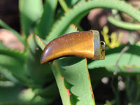 Polished Large Golden Tigers Eye Lions Claw Pendant with Gold Cap & Bail - Sold Per Item - From South Africa