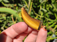 Polished Large Golden Tigers Eye Lions Claw Pendant with Gold Cap & Bail - Sold Per Item - From South Africa