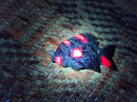 Hand Made Rare Small Fluorescent Ruby Zoisite Fish Carvings - Sold Per Item - From Tanzania