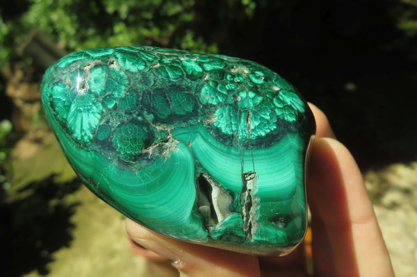 Polished Flower Banded Malachite Free Forms x 6 From Congo