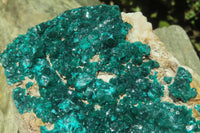 Natural Dioptase Cabinet Specimen x 1 From Brazzaville, Congo