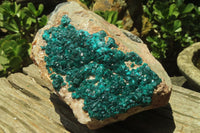 Natural Dioptase Cabinet Specimen x 1 From Brazzaville, Congo