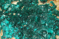 Natural Dioptase Cabinet Specimen x 1 From Brazzaville, Congo