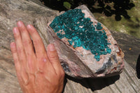 Natural Dioptase Cabinet Specimen x 1 From Brazzaville, Congo