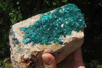 Natural Dioptase Cabinet Specimen x 1 From Brazzaville, Congo