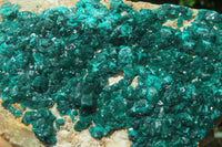 Natural Dioptase Cabinet Specimen x 1 From Brazzaville, Congo