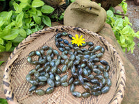 Polished Selected Flash Labradorite Oval Shaped Beaded Necklace - Sold Per Item - From Madagascar