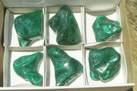 Polished Flower Banded Malachite Free Forms x 6 From Congo