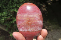 Polished Podocarpus Petrified Wood Standing Free Forms x 4 From Mahajanga, Madagascar