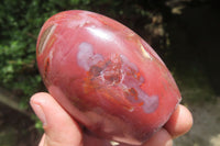 Polished Podocarpus Petrified Wood Standing Free Forms x 4 From Mahajanga, Madagascar