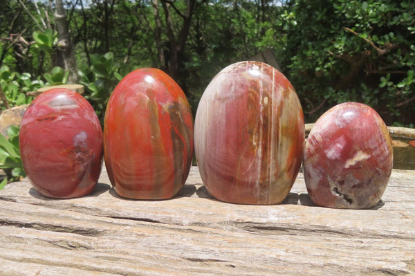 Polished Podocarpus Petrified Wood Standing Free Forms x 4 From Mahajanga, Madagascar