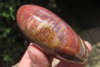 Polished Podocarpus Petrified Wood Standing Free Forms x 4 From Mahajanga, Madagascar