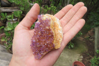 Natural Amethystos Amethyst Clusters x 12 From Kwaggafontein, South Africa