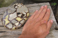 Polished Septerye Slices x 6 From Mahajanga, Madagascar