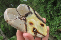 Polished Septerye Slices x 6 From Mahajanga, Madagascar