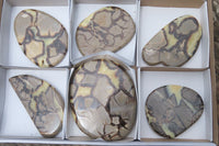 Polished Septerye Slices x 6 From Mahajanga, Madagascar