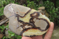 Polished Septerye Slices x 6 From Mahajanga, Madagascar