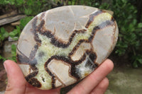 Polished Septerye Slices x 6 From Mahajanga, Madagascar