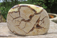 Polished Septerye Slices x 6 From Mahajanga, Madagascar