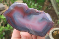 Polished On One Side Red Sashe River Agate x 6 From Zimbabwe