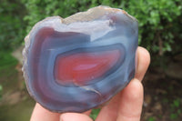 Polished On One Side Red Sashe River Agate x 6 From Zimbabwe