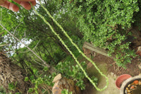 Polished Peridot Beaded Tumble Chip Necklace - Sold Per Item - From Zambia