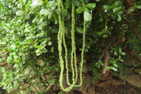 Polished Peridot Beaded Tumble Chip Necklace - Sold Per Item - From Zambia