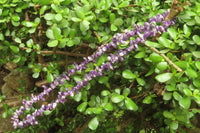 Polished Chevron Amethyst Hawaiian Style Beaded Tumble Chip Necklace - Sold Per Item - From Zambia