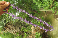 Polished Chevron Amethyst Hawaiian Style Beaded Tumble Chip Necklace - Sold Per Item - From Zambia