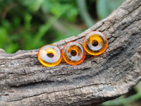 Polished Box of Fossilized Baltic Amber Donut Rings for Pendants x 39 From Poland