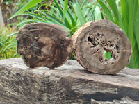 Polished Petrified Wood Branch Pieces x 2 From Gokwe, Zimbabwe