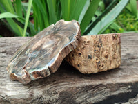 Polished Petrified Wood Branch Pieces x 2 From Gokwe, Zimbabwe